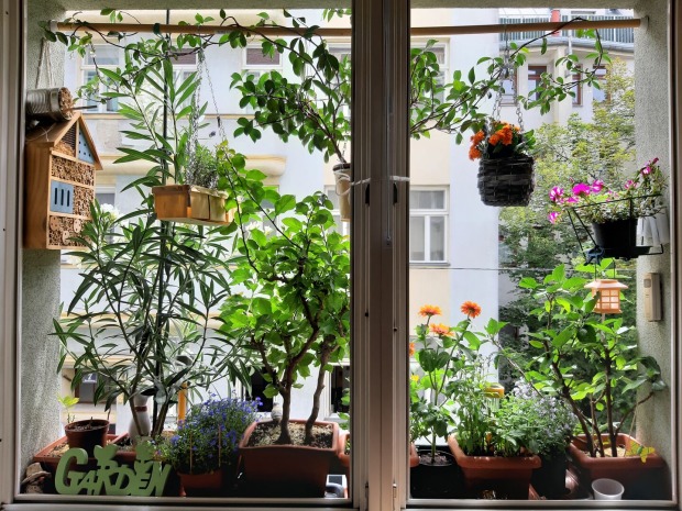 Kategoriepreis: Schönstes Blumenkisterl