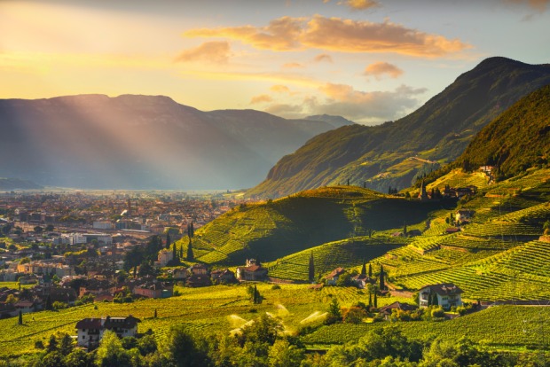 Weinberge in Santa Maddalena | Credit: iStock.com/StevanZZ