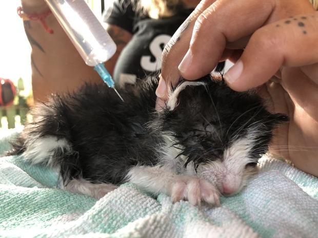 Ein Katzenbaby bekommt eine Spritze.