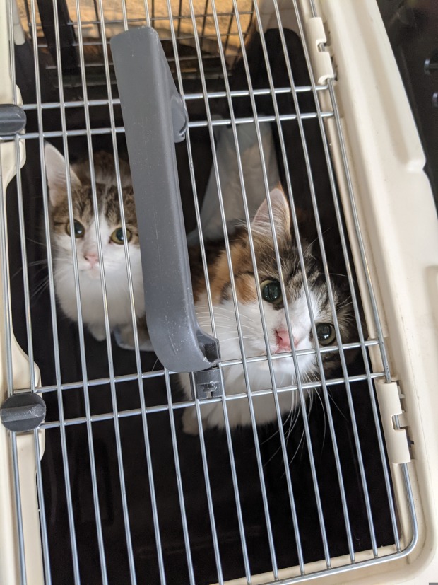 Zwei Katzen blicken im Katzenkäfig nach oben | Credits: TierQuarTier Wien