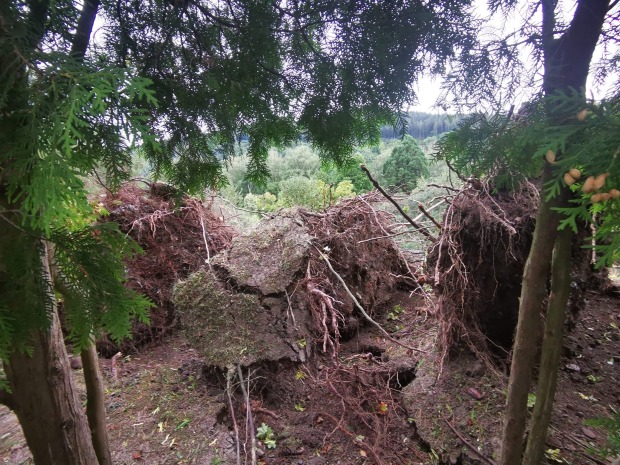 Schäden im Wald