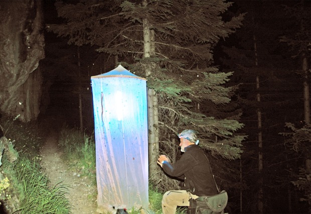 Insekten in der Nacht beobachten