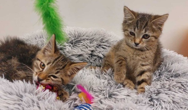 Zwei gerettete Katzenbabys aus einer Mülltonne in Ostermiething in Oberösterreich.
