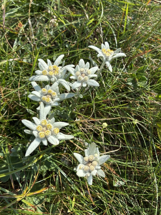 Edelweiß