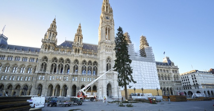 Der Wiener Weihnachtsbaum wird am Rathausplatz aufgestellt