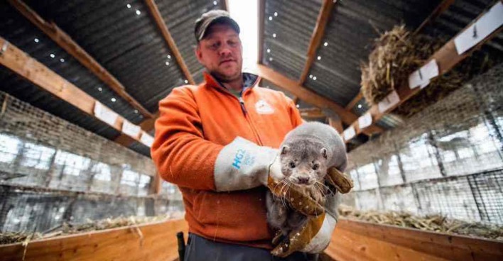 Pelztierfarmer in Norwegen hält Nerz