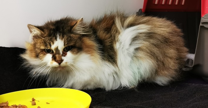 Gerettete Katze
