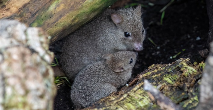 Zwei Bürstenschwanz-Rattenkängurus kuscheln miteinander | Credit: Dominik Moser
