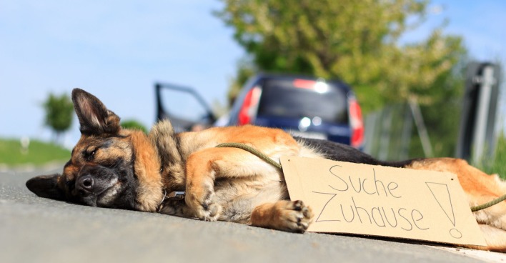 Ausgesetzter Hund