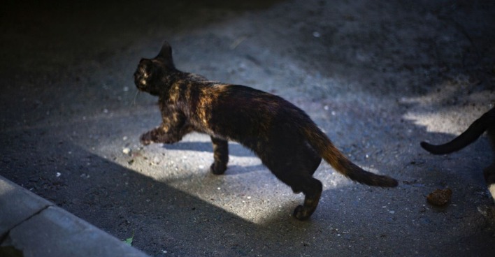 Eine Katze auf einem Fabriksgelände.