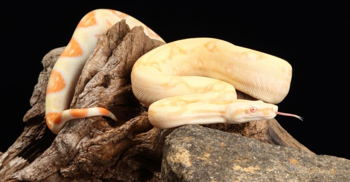Boa constrictor