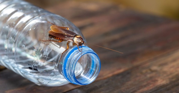 Ein Insekt auf einer leeren Plastikflasche