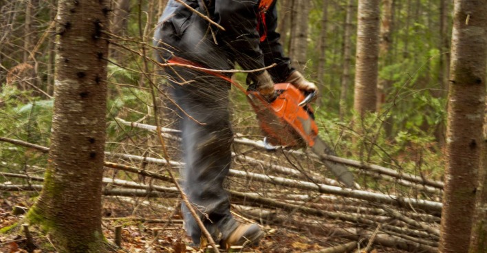 Ein Mann mit einer Motorsäge bei Forstarbeiten im Wald.