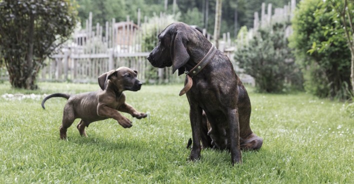 Zwei Hunde, einer davon ein Welpe, spielen miteinander.