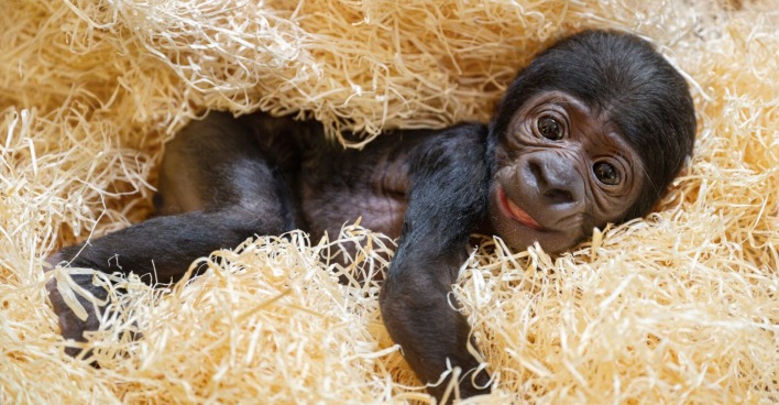 Gorillababy