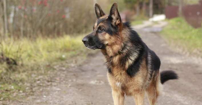 Schäferhund