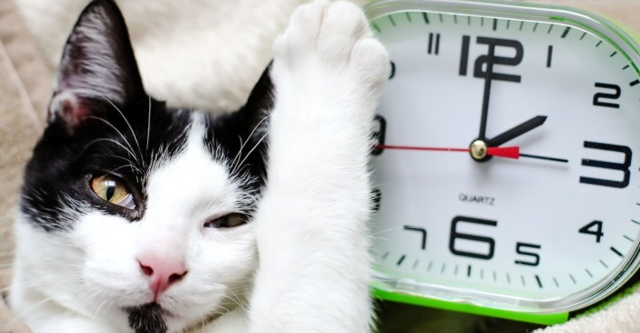 Porträt einer Katze neben einem Wecker