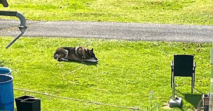 Der angreifende Schäferhund-Mischling liegt im Garten.