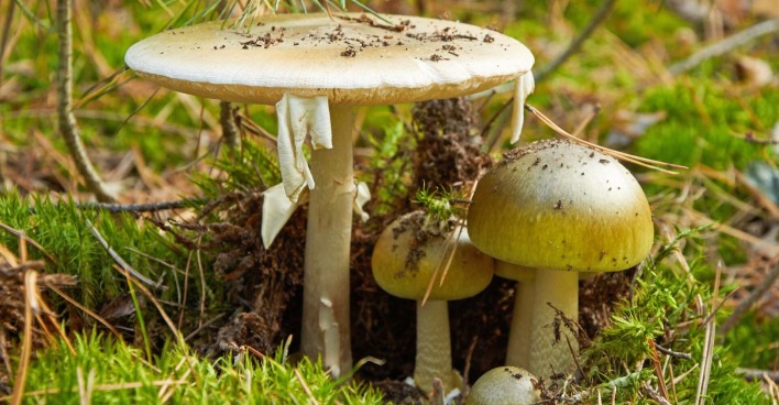 Drei Knollenblätterpilze stehen in einem Wald.