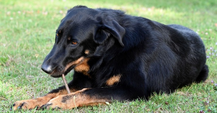Bild eines französischen Hirtenhund