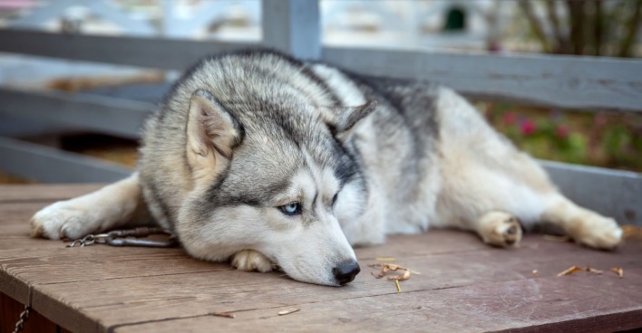 Husky