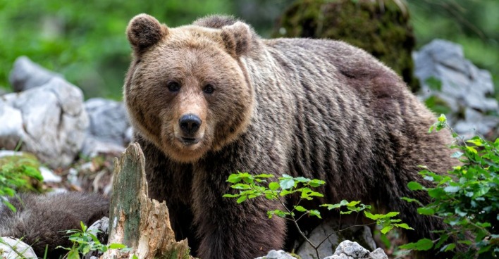 Braunbär im Wald zwischen Steinen und Pflanzen