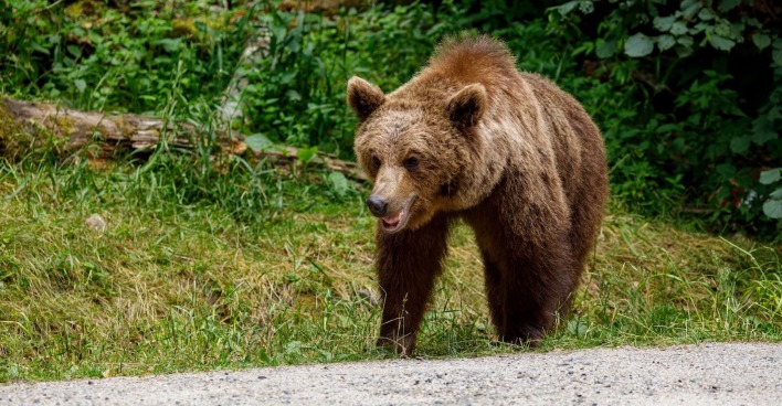 Ein Braunbär auf einem Forstweg im Wald.