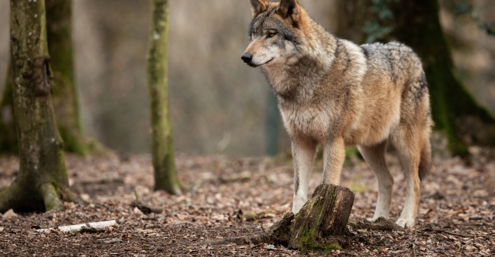 Nach mehreren Schafsrissen wurde bei Maria Alm ein Wolf im Pinzgau gezielt entnommen.