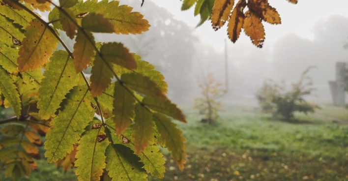 Herbstliche Stimmung mit Nebel.