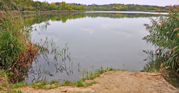 Blick auf den Wienerberg-Teich in Wien-Favoriten, umgeben von Schilf und Bäumen, ruhige Wasseroberfläche, Aufnahme vom Ufer aus.
