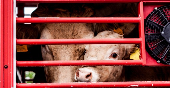 Kalb eingesperrt im LKW