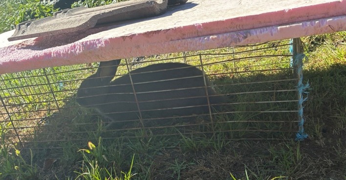 Hase in einem Käfig in einer nicht artgerechten Haltung in Jennersdorf