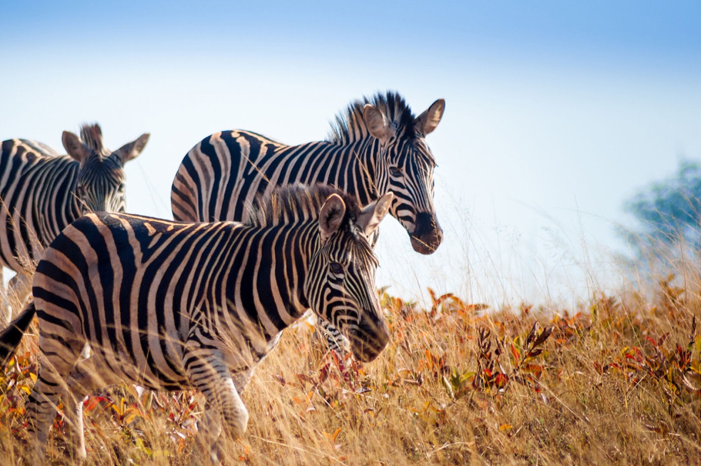 Zebras