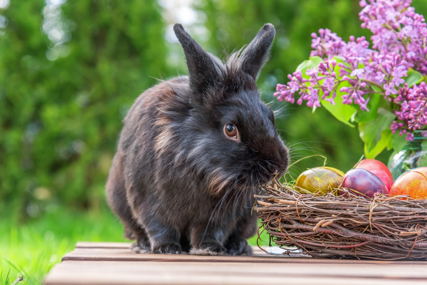 Hase