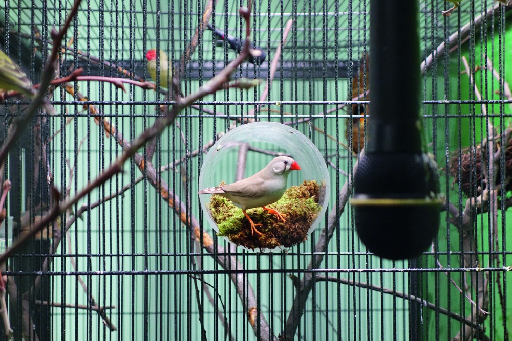 Ein Vogel im Käfig