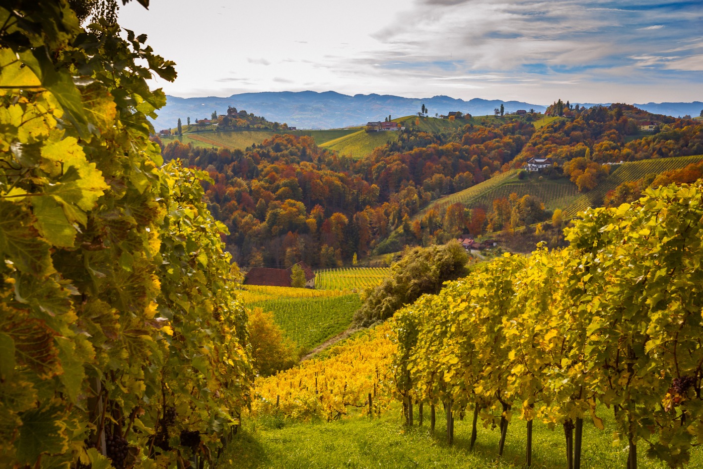 Eine Panoramaaufnahme eines steirischen Weinbaugebiets