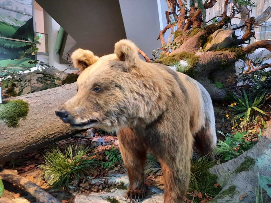 Braunbär