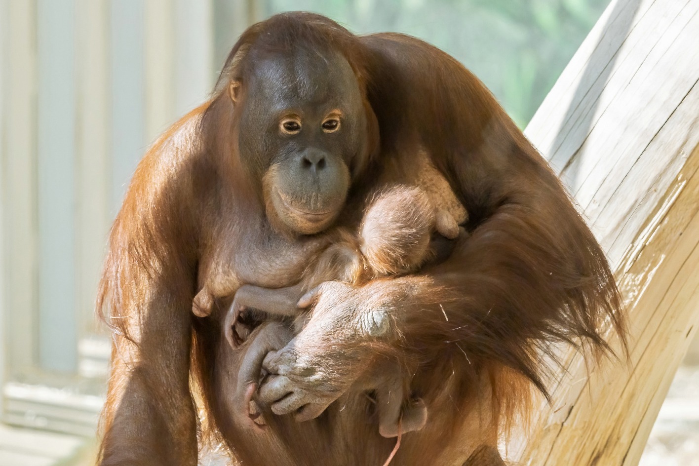 Orang-Utan-Baby trinkt Milch an der Brust | Credit: Daniel Zupanc