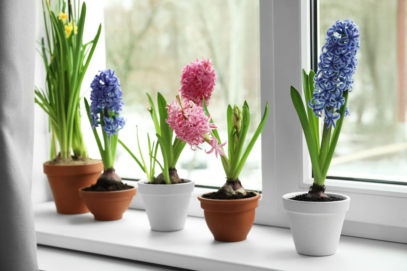 Hyazinthen auf einem Fensterbrett | Credit: iStock.com/Liudmila Chernetska