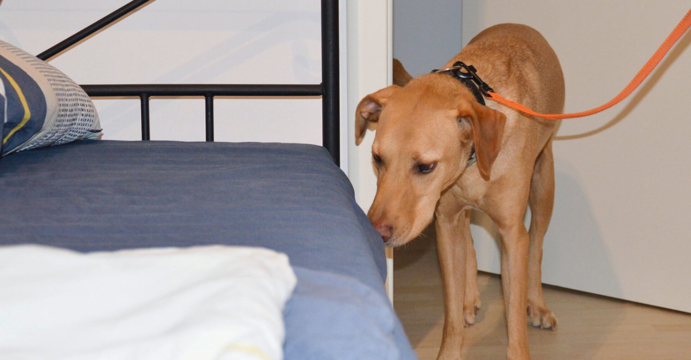 Bettwanzenspürhund