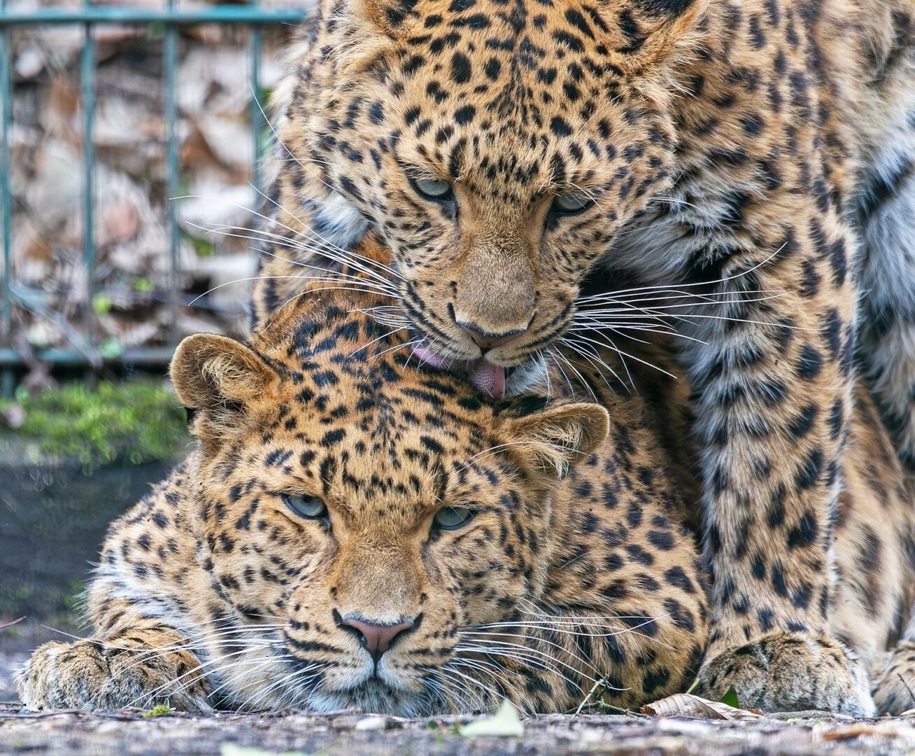 Tierpark Stadt Haag