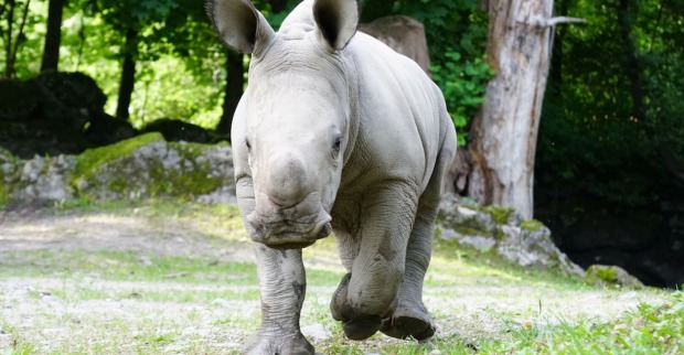 Nashornbaby Tamika | Credit: Zoo Salzburg