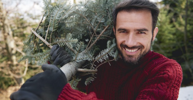 Mann im roten Pullover trägt Baum