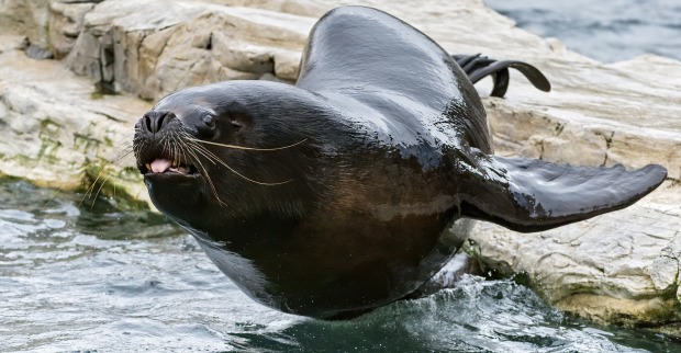 Robbenmännchen Comandate am Weg ins Wasser