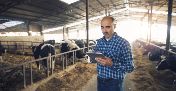 Ein Landwirt steuert die Abläufe in seinem Kuhstall mit einem Tablet