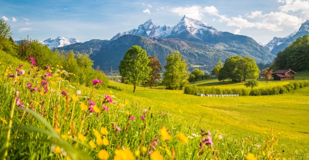 Eine traumhafte Panoramaaufnahme blühender Wiesen vor einer imposanten Bergkulisse
