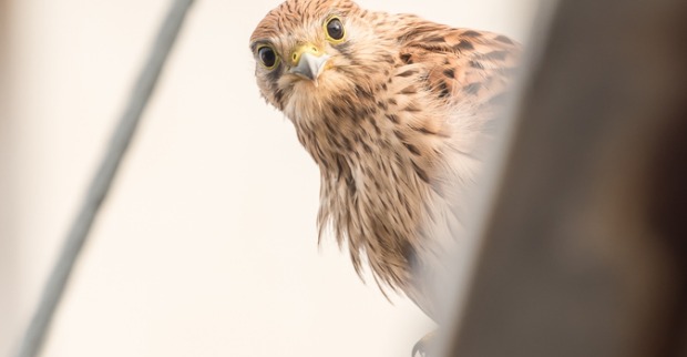 Turmfalke beobachtet