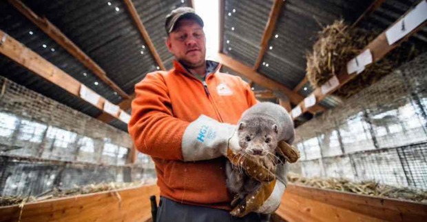 Pelztierfarmer in Norwegen hält Nerz