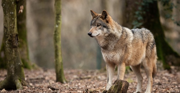 Wolf im Wald