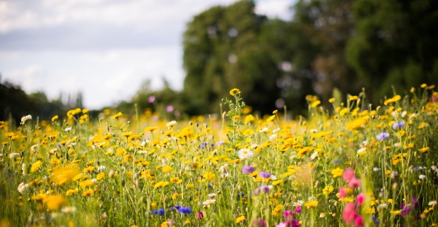 Wildblumenwiese